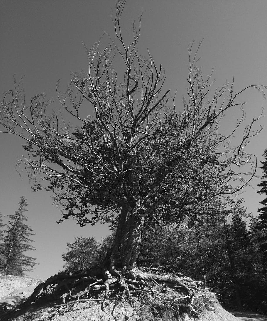 black and white, tree, solitude, plant, branch, nature, no people HD wallpaper