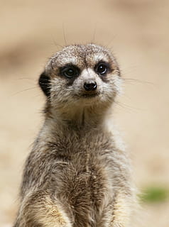 Meerkat animal, small, eyes, cute, creature, desert, face, hair HD wallpaper