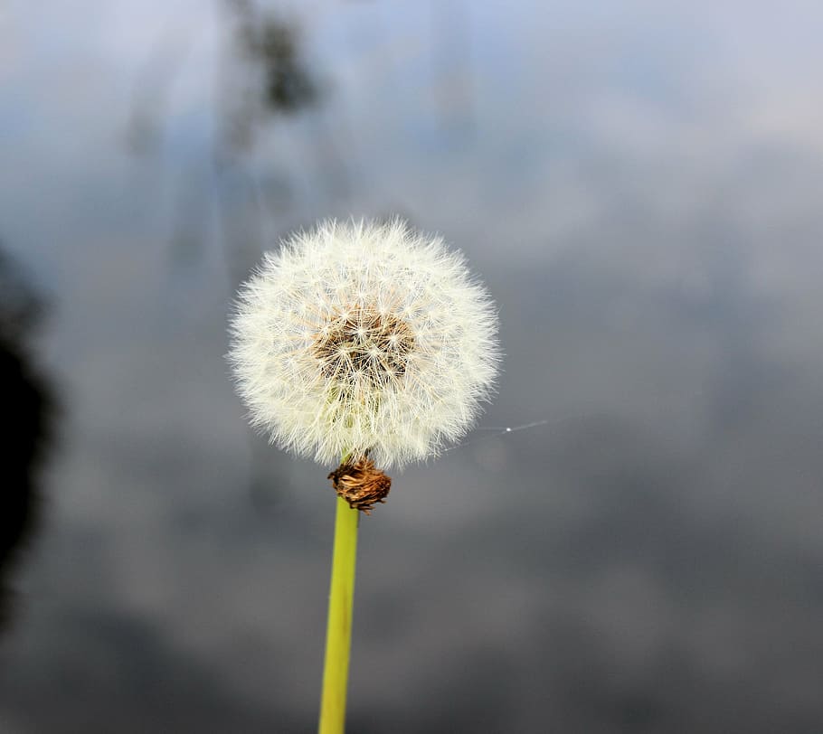 dandelion, overblown, fluff, flower, fragility, vulnerability HD wallpaper