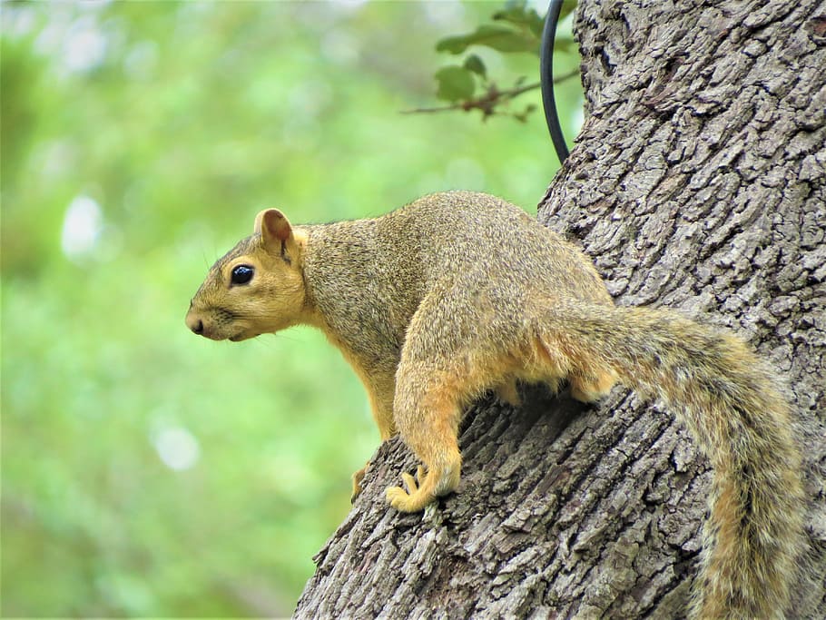 squirrel, tree, brown, green, one animal, rodent, animal themes HD wallpaper