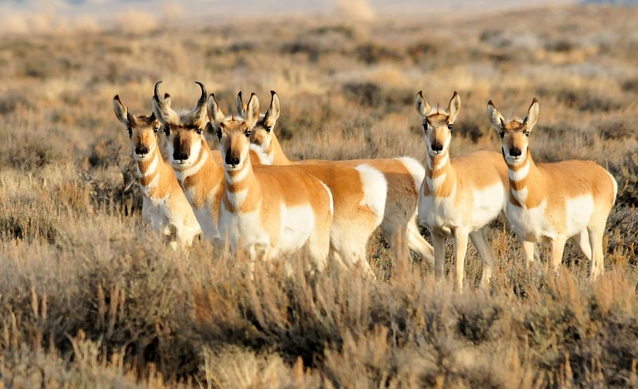 pronghorn, herd, wildlife, nature, wilderness, grass, mammal, HD wallpaper