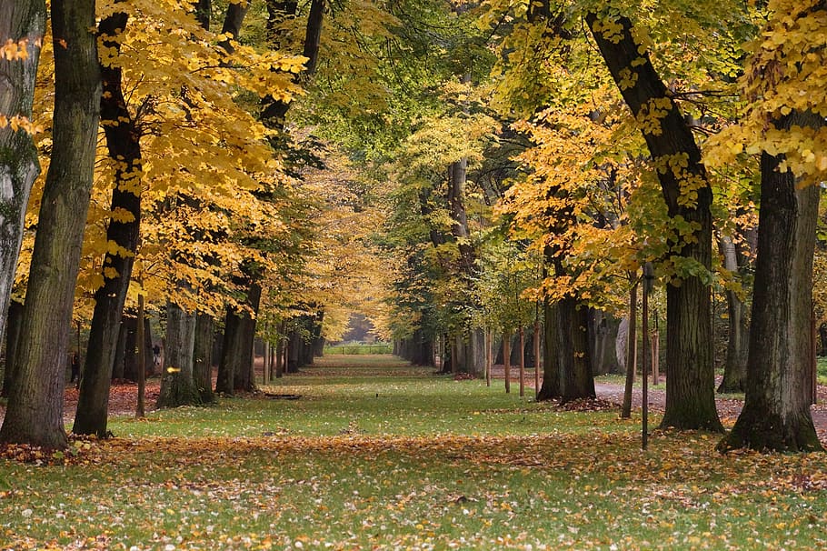 avenue, tree, away, tree lined avenue, mood, forest, hiking HD wallpaper