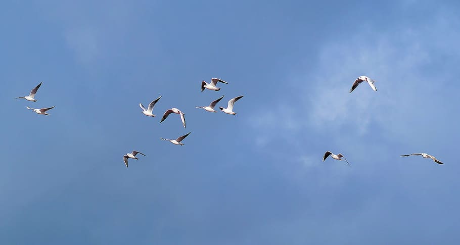 gulls, swarm, sky, blue, fly, birds, foraging, flying, animal wildlife HD wallpaper