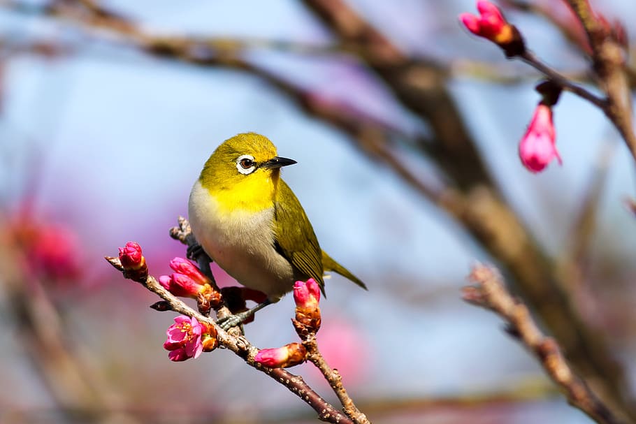 yellow bird on Sakura tree, selective focus photography of white-eyed vireo