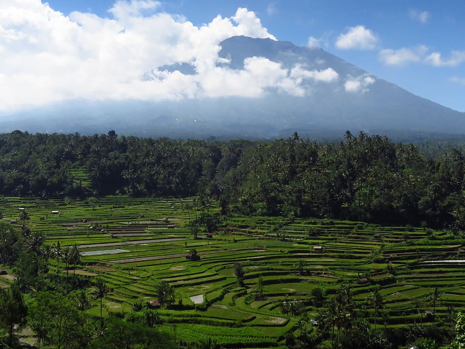 bali, volcano, rice fields, plant, landscape, scenics - nature HD wallpaper