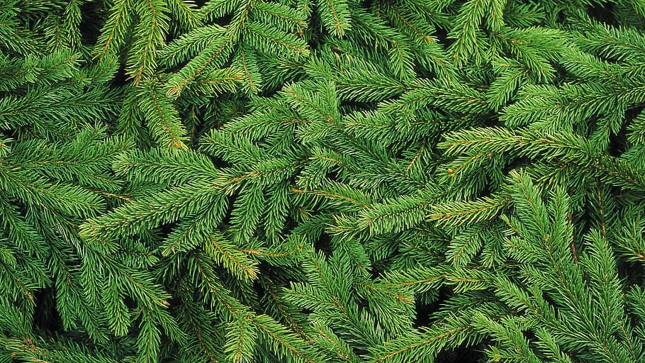 green pine tree leaves, christmas tree, needles, spruce, forest HD wallpaper