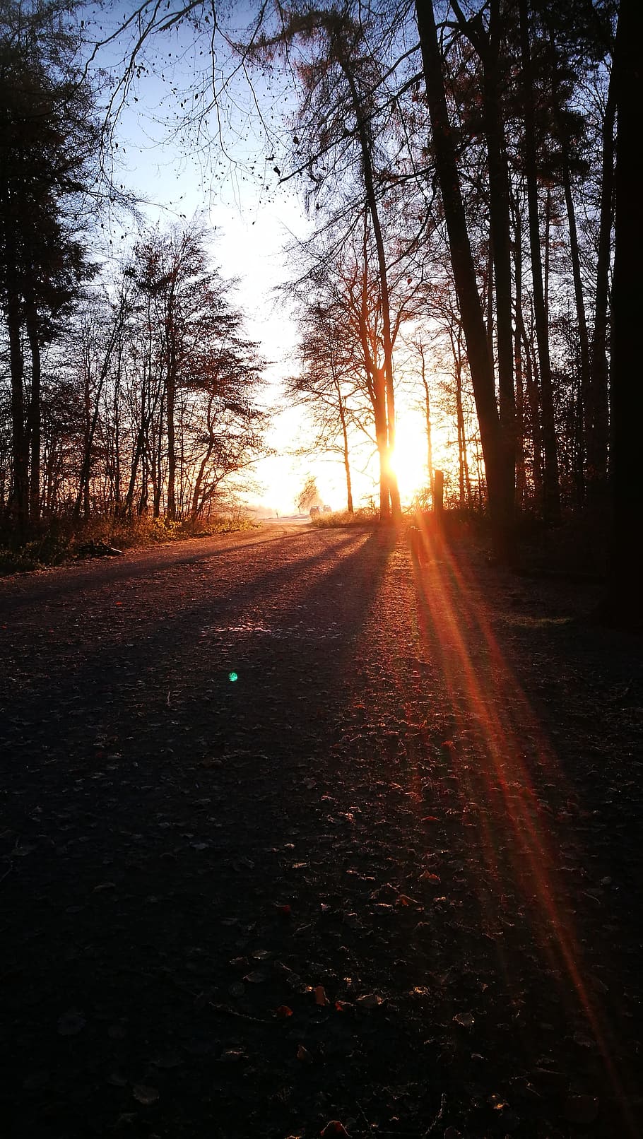 sun, spring, tree, awakening, sunlight, sunny, nature, sunset HD wallpaper