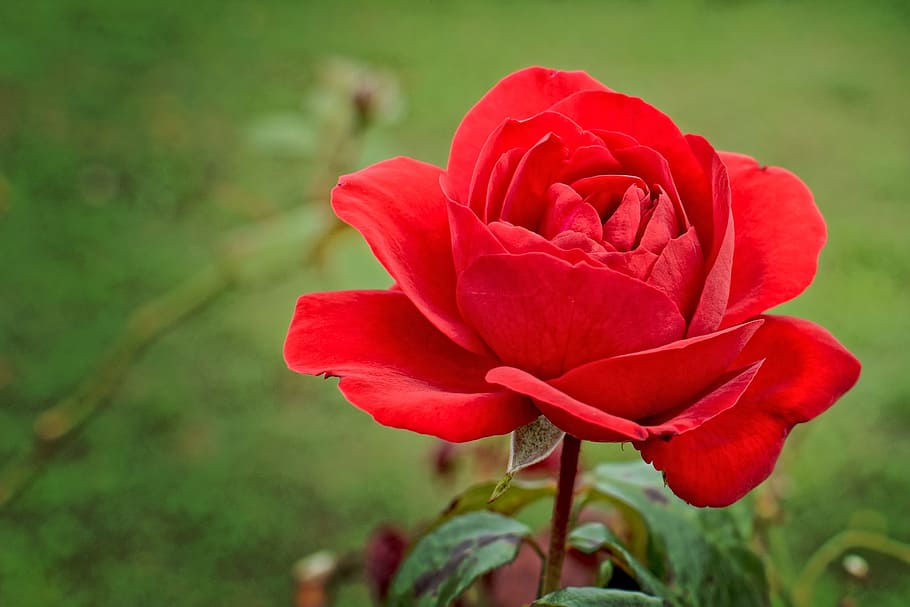 closeup photo of red petaled flower, red rose, blossom, bloom HD wallpaper