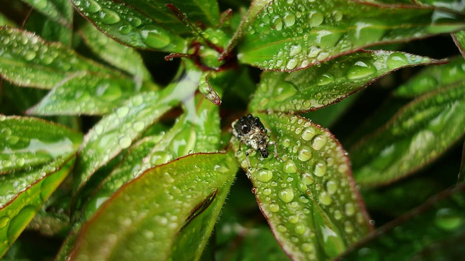 beetle, rain, spring, plant part, leaf, green color, animal HD wallpaper