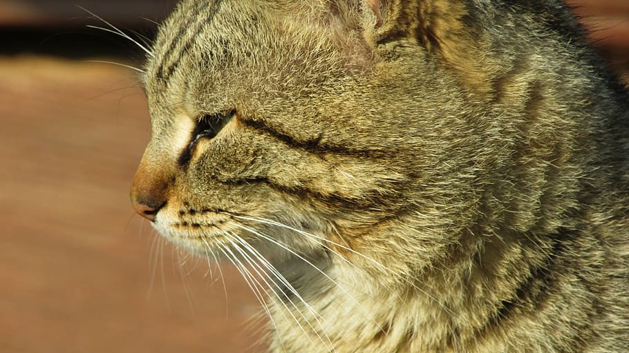 cyprus, cat, relaxing, sunbathing, one animal, animal themes HD wallpaper