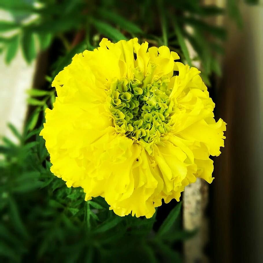 flower, yellow, green, flowering plant, vulnerability, fragility HD wallpaper