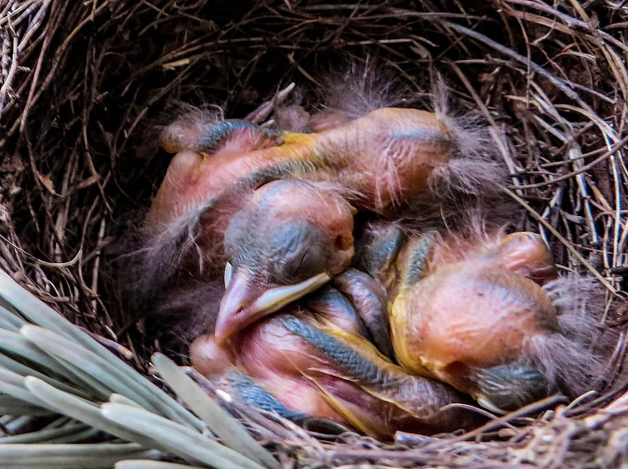 bird, blackbird, blackbird nest, bird young, egg, bird eggs, HD wallpaper