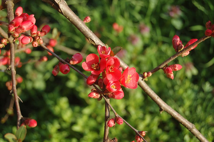 fruit, nature, tree, branch, red, plant, growth, beauty in nature HD wallpaper