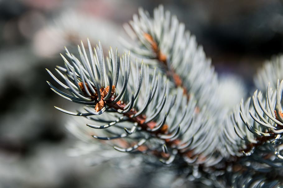 christmas tree, coniferous, nature, twigs, iglak, needles, pine HD wallpaper