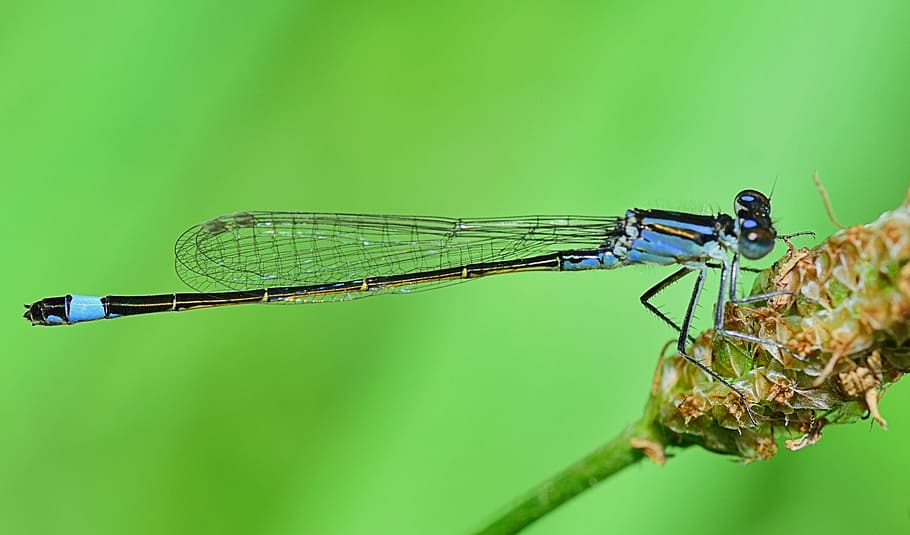 dragonfly, insect, flying insects, wings, libelulido, libellulidae, HD wallpaper
