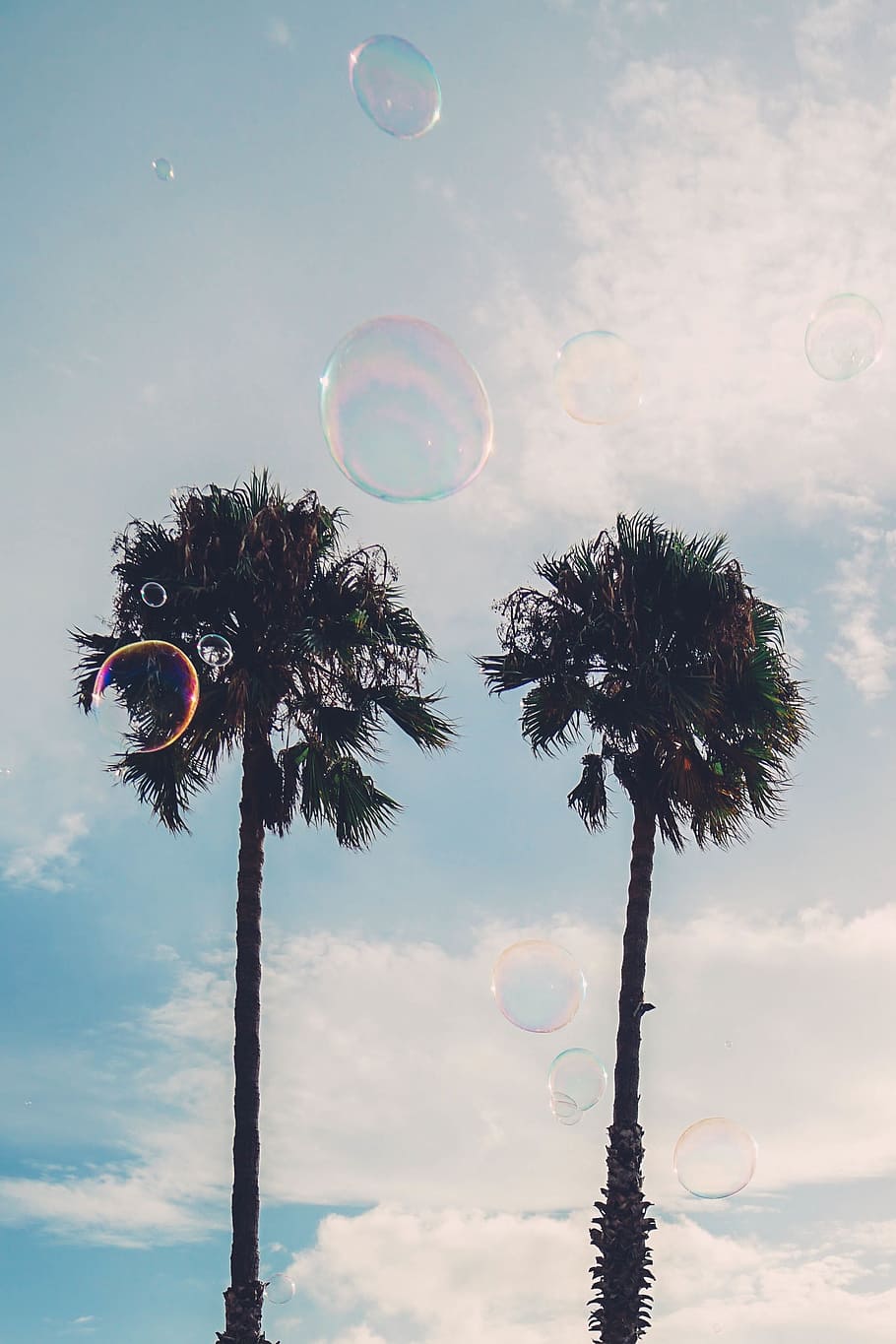 tree, plant, nature, sky, clouds, bubbles, sunny, low angle view HD wallpaper