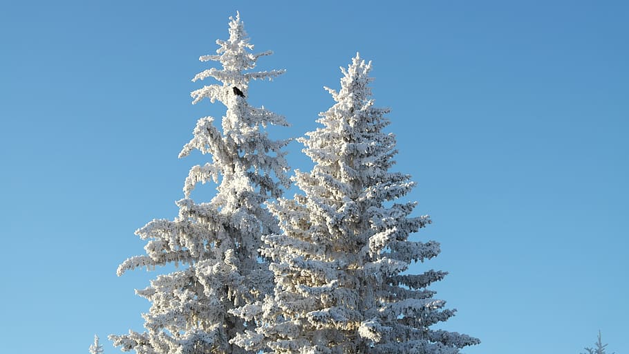 tree, cold, winter, snow, crow, evergreen, season, outdoors HD wallpaper