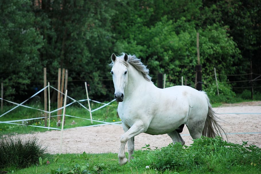 white horse in close-up photography, criollo, pride, sublime HD wallpaper