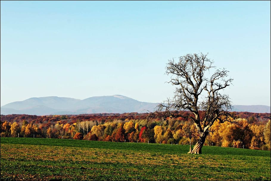 landscapes, fall, nature, tree, alsace, colors, foliage, leaves HD wallpaper