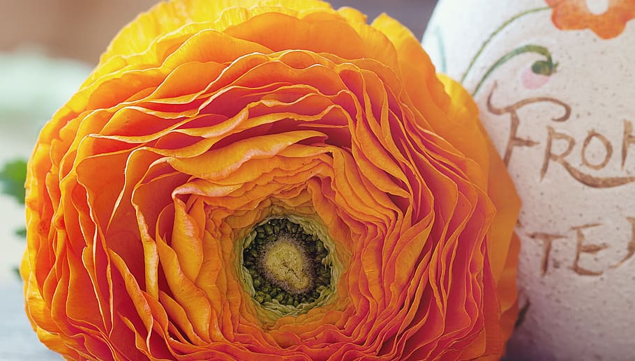 Ranunculus, Flower, Blossom, Bloom, petals, orange, close, decoration HD wallpaper