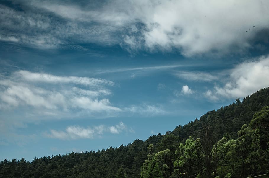 photograph of forest, forest under clouds, sky, nature, green