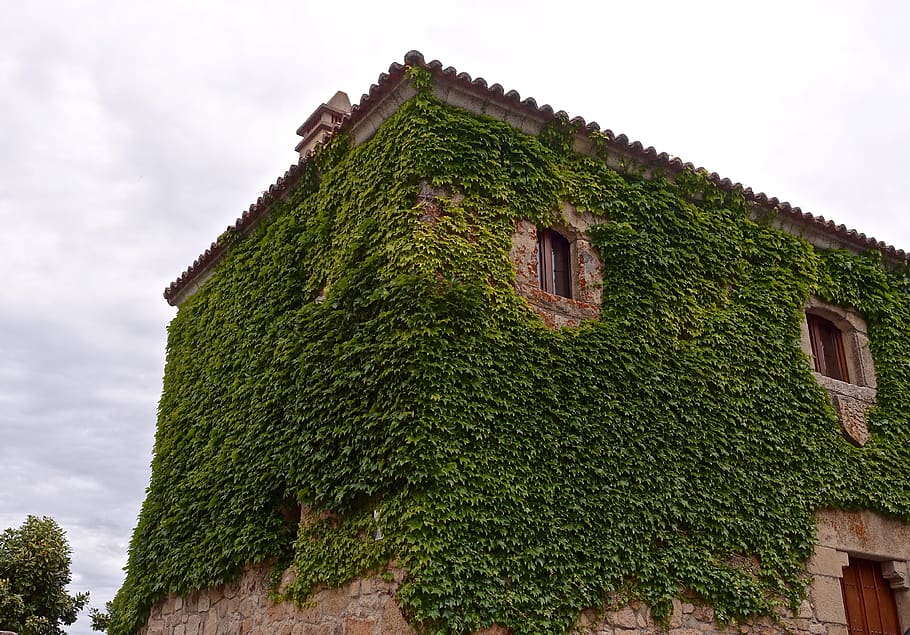 plants, climbing, self clinging, castle, wall, covering, green, HD wallpaper