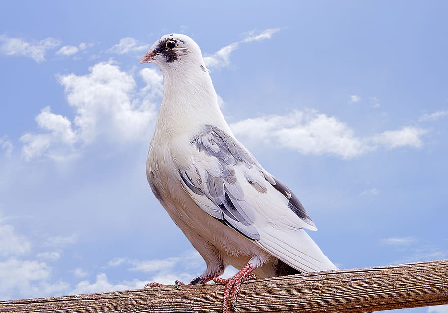 paloma, ave, bird, feathers, animals, fauna, animal themes HD wallpaper