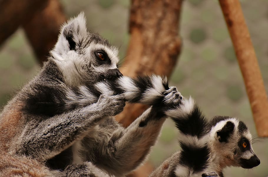 two black-and-gray primates near tree, monkey, lemur, cute HD wallpaper