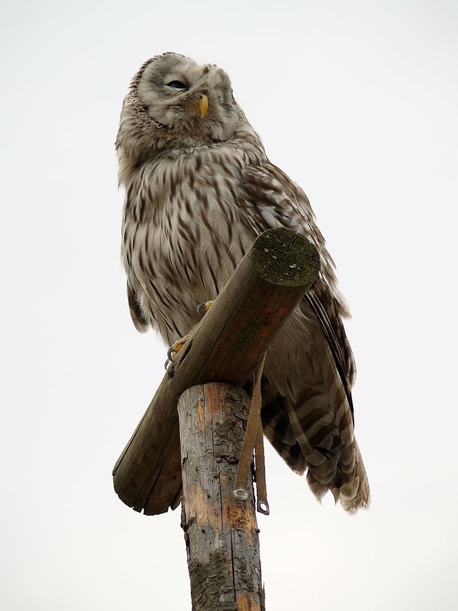 owl, predator, bird, vertebrate, animal themes, animal wildlife HD wallpaper