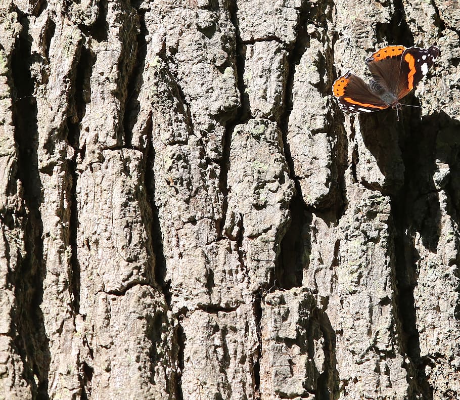 tree, stump, bark, butterfly, butterflies, nature, wood, insect HD wallpaper