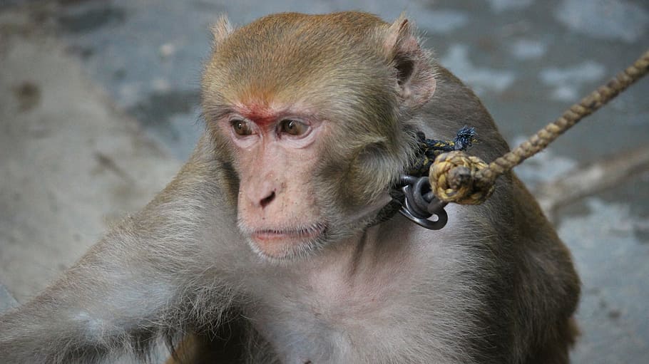 macaque, monkey, animal, primate, mammal, one animal, animal wildlife HD wallpaper
