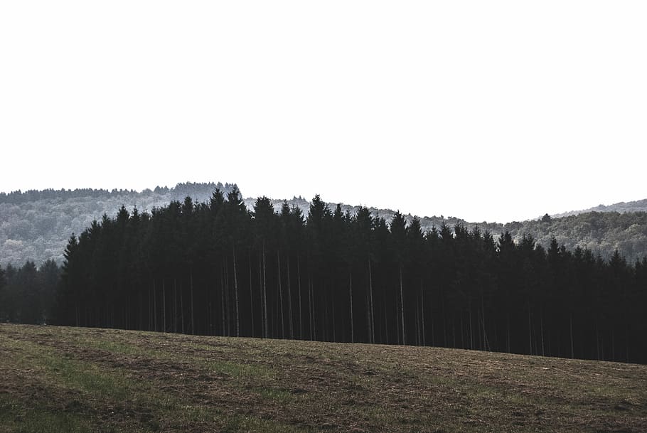 green woods in front of mountain, nature, tree, forest, landscape HD wallpaper