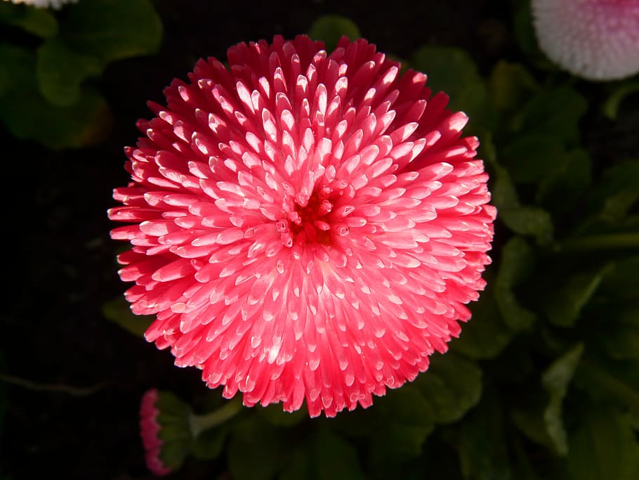 shallow focus photography of red petal flower plant, rob roy HD wallpaper