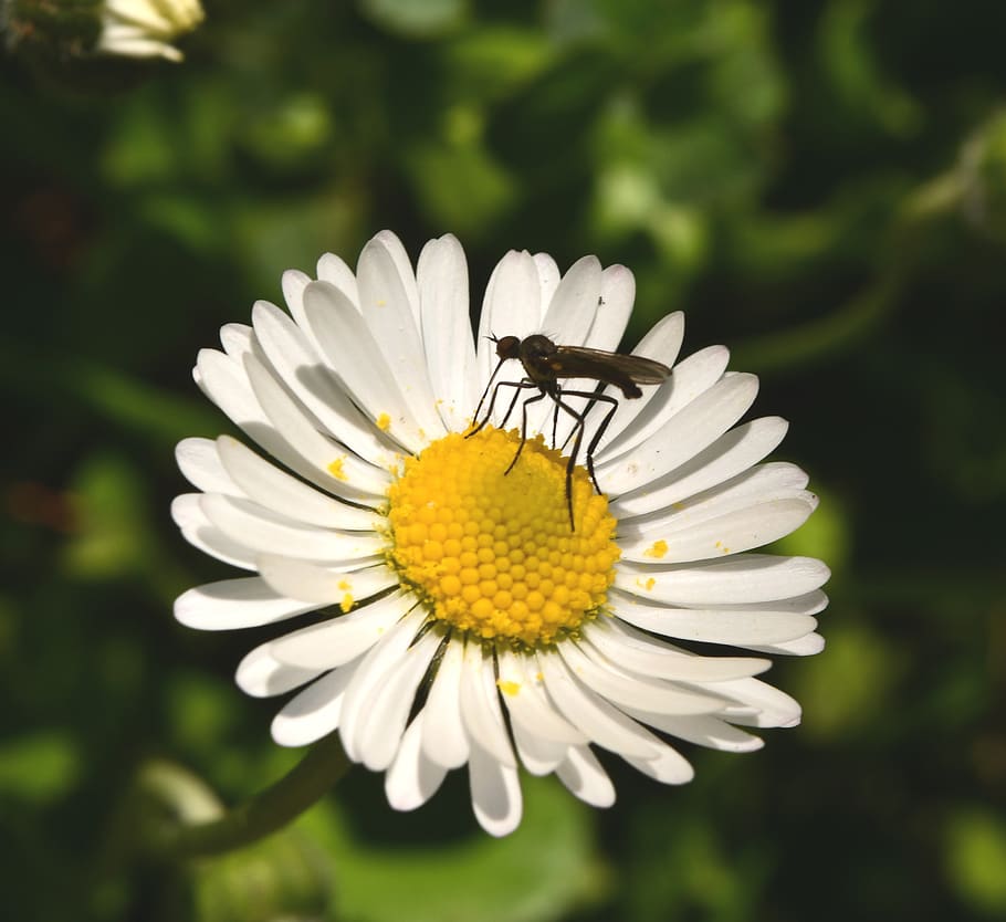 flower, insect, margaret, nectar, spring, yellow, flowering plant HD wallpaper