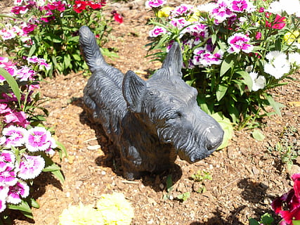 terrier, bronze, statue, scottish, scottie, dog, flowers, art HD wallpaper