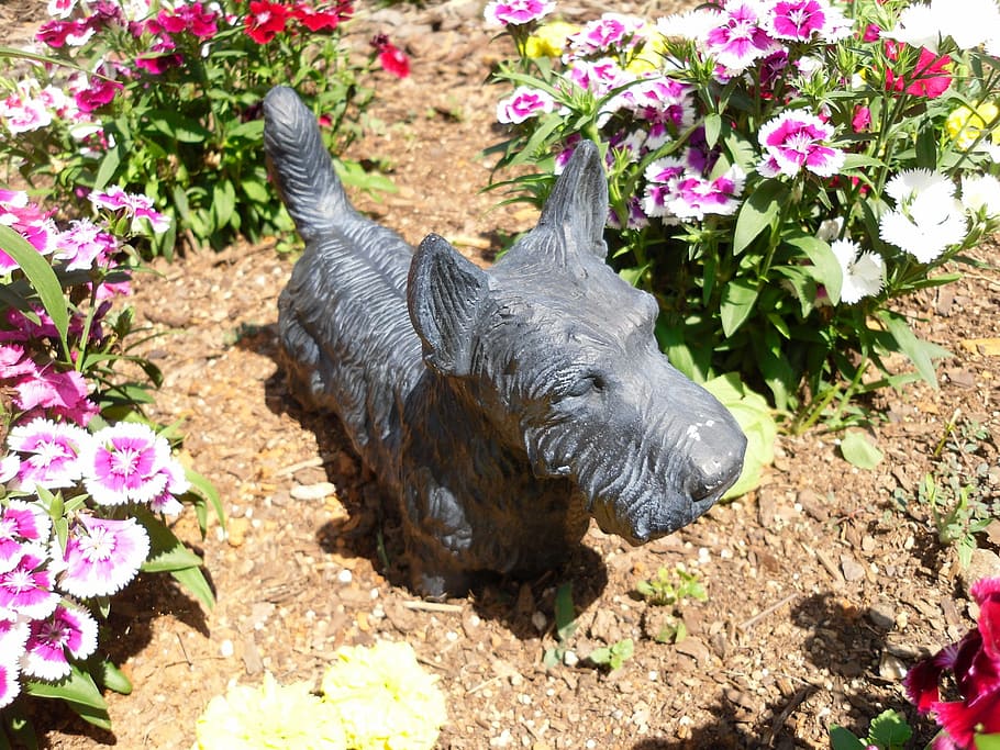 terrier, bronze, statue, scottish, scottie, dog, flowers, art HD wallpaper