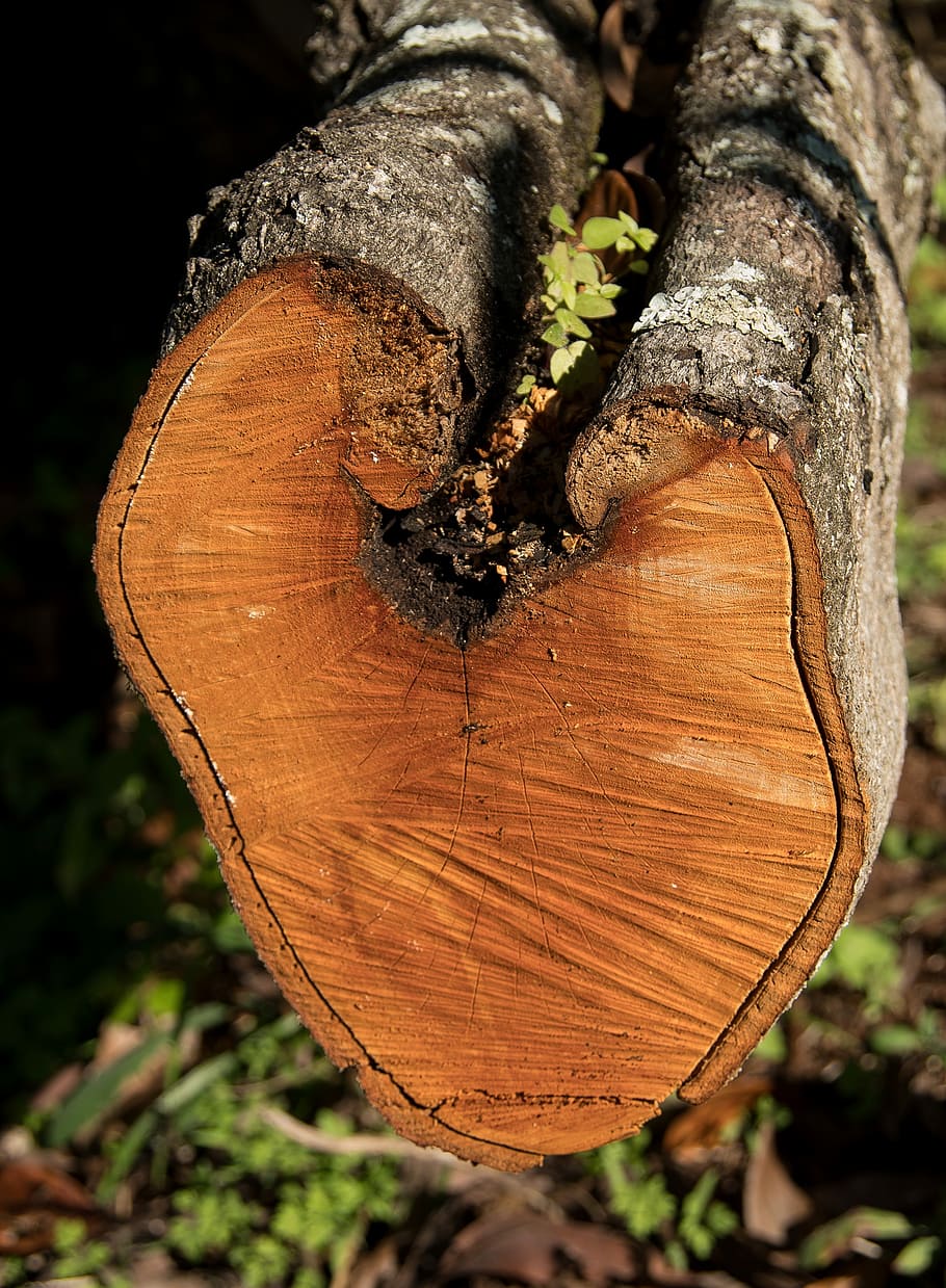 wood, branch, tree, sawn, timber, texture, shape, rings, log, HD wallpaper