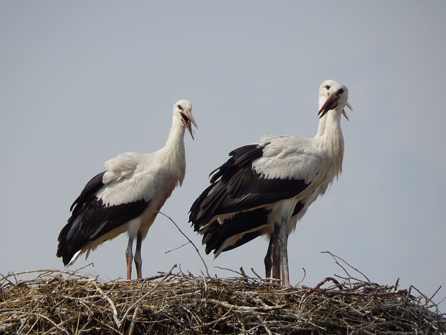storks, birds, young, socket, group of animals, animal themes HD wallpaper