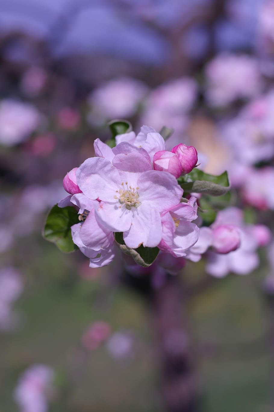 Tree, Apricot, Blossom, Bloom, Pink, flowers, bud, macro, flora HD wallpaper