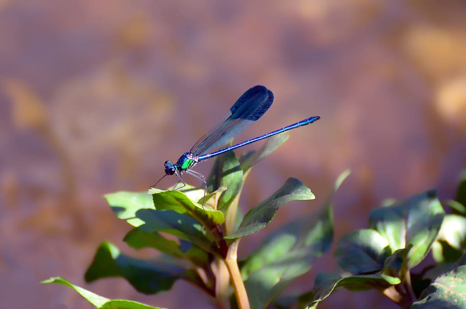 nature, outdoors, flower, flora, insect, plant, macro, natural HD wallpaper