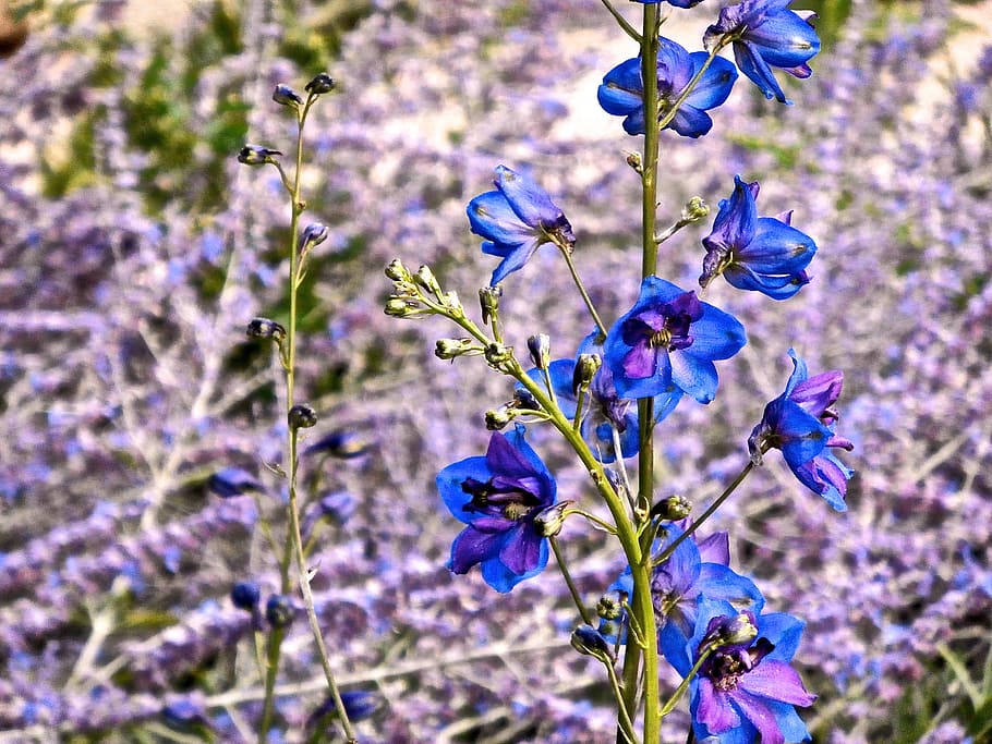 delphinium, flower, blue, spring, summer, field, garden, flowering plant, HD wallpaper