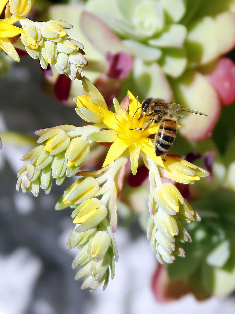 bee, insects, pollination, pollinate, flower, flowering plant HD wallpaper