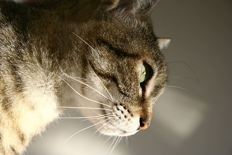 cat, eye, lights, profile, mammal, animal, domestic cat, feline HD wallpaper