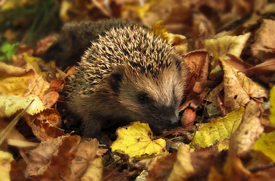 close up photo of hedgehog surrounded by leaves, autumn, garden