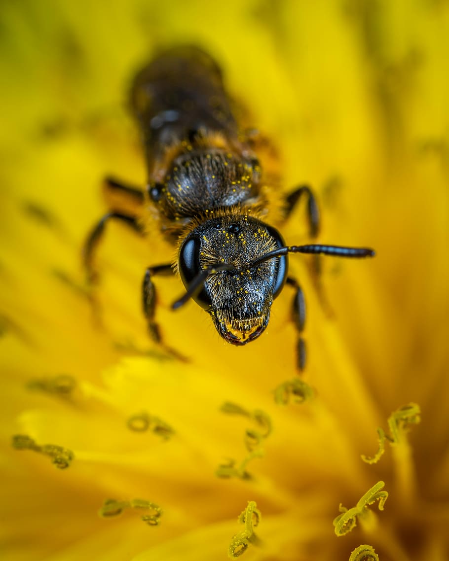 insect, bee, macro, dandelion, invertebrate, animal themes HD wallpaper