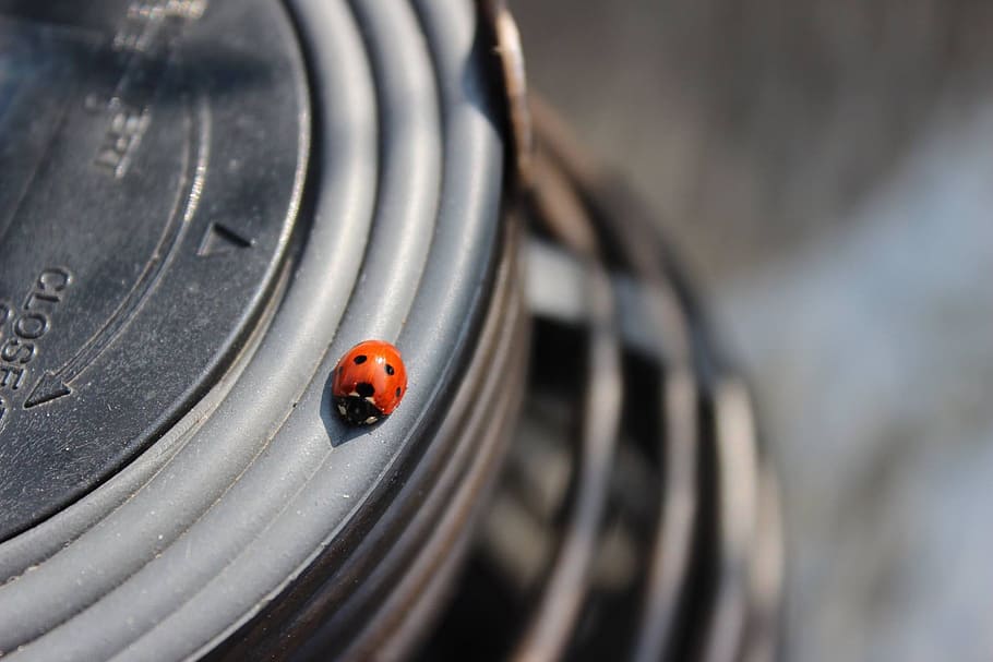 beetle, ladybug, animal, summer, garden, animal themes, insect HD wallpaper