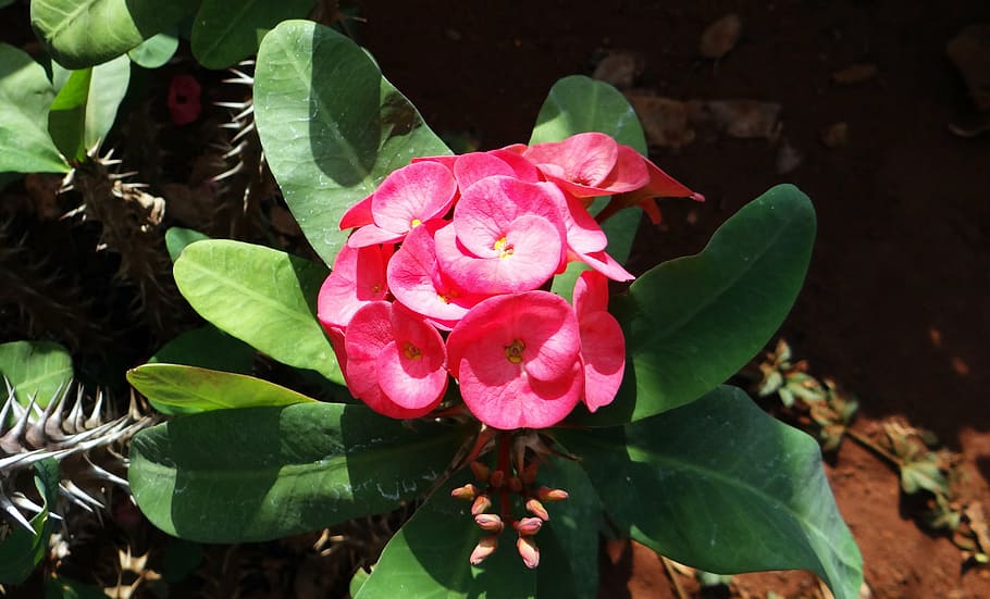 euphorbia, pink, flower, hubli, nrupatunga betta, india, flowering plant, HD wallpaper