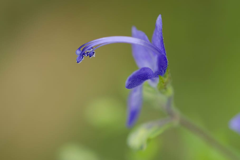 wildflower, blue, august, flowering plant, purple, close-up HD wallpaper