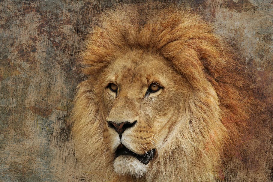 brown lion painting, pride, beautiful, predator, strong, lion - Feline HD wallpaper