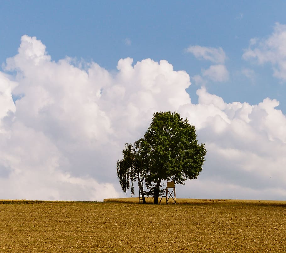 field, trees, nature, landscape, green, summer, sky, cloud - sky HD wallpaper